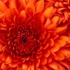 Chrysanthemum Chrysanthemum